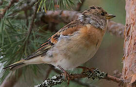 Brambling