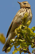 Tree Pipit