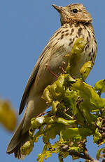 Pipit des arbres