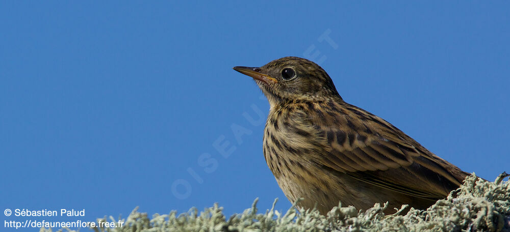 Meadow Pipit