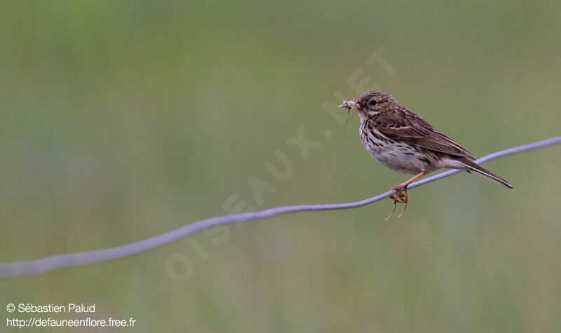 Pipit farlouse