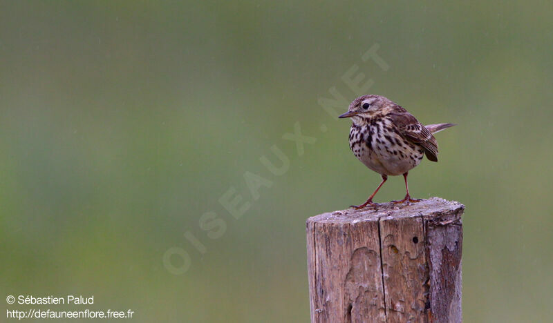 Pipit farlouse