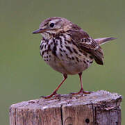 Meadow Pipit