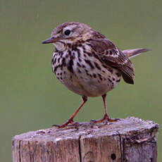 Pipit farlouse