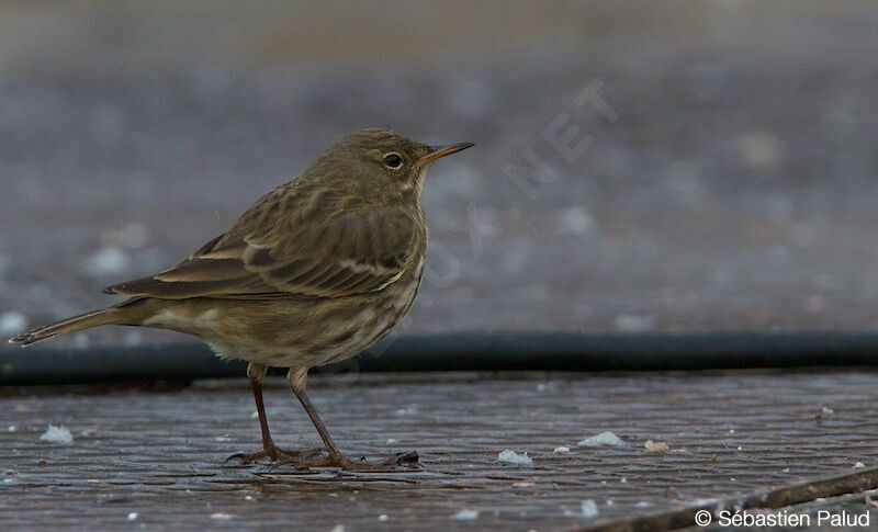 Eurasian Rock Pipit