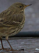 European Rock Pipit