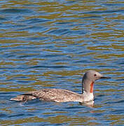 Red-throated Loon