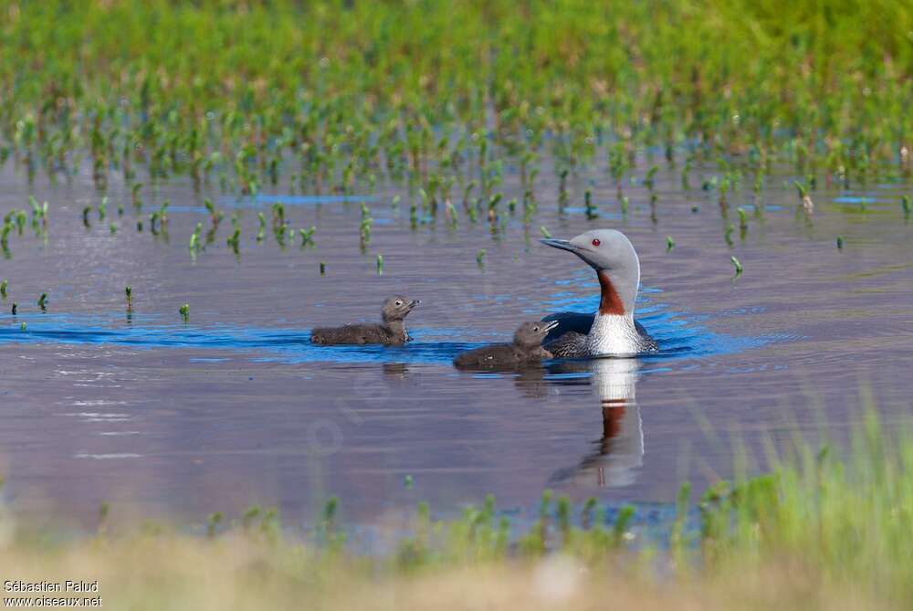 Red-throated Loon, habitat, swimming, Reproduction-nesting