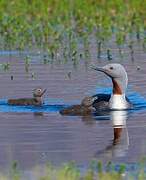 Red-throated Loon