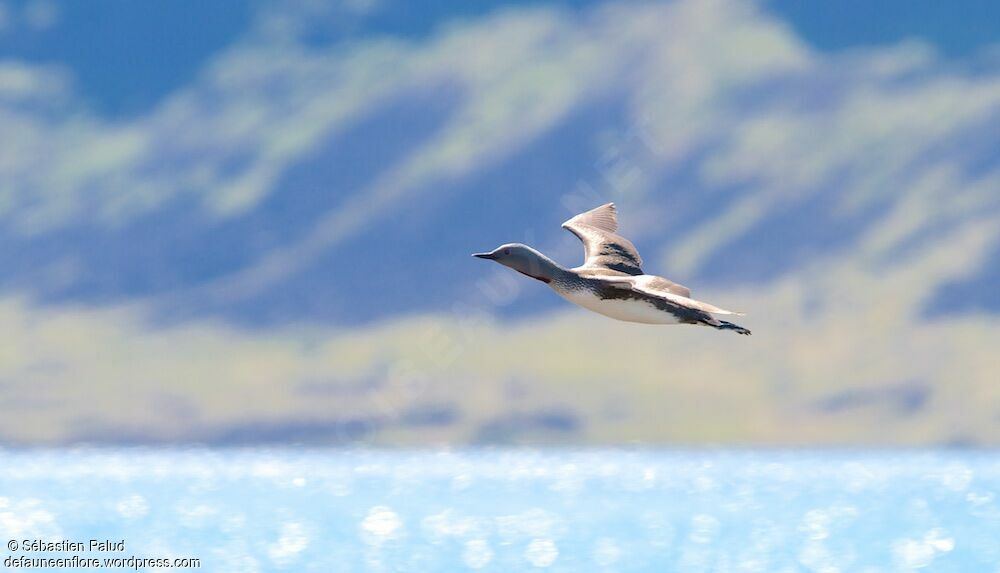 Red-throated Loonadult breeding, Flight