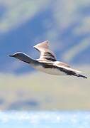 Red-throated Loon