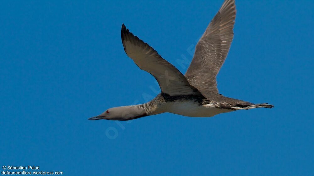 Red-throated Loonadult breeding, Flight