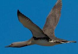 Red-throated Loon