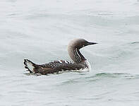 Plongeon du Pacifique