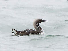 Pacific Loon