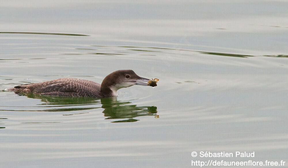 Common Loon