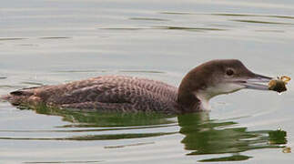 Common Loon