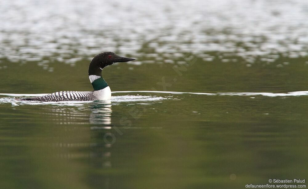 Common Loonadult breeding, swimming