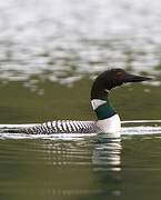 Common Loon