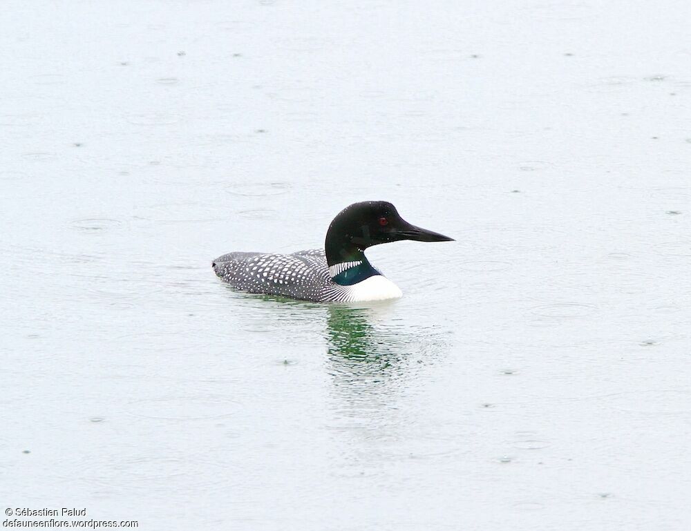 Common Loonadult breeding, swimming