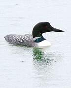 Common Loon