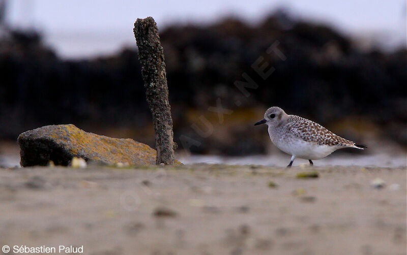 Grey Plover