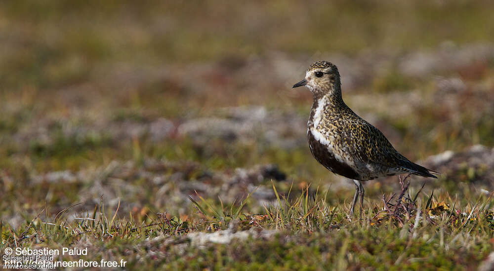 European Golden Plover