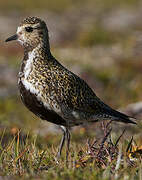 European Golden Plover