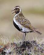 European Golden Plover