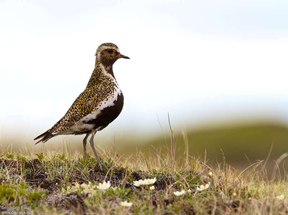 European Golden Plover male adult breeding, identification, walking