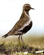 European Golden Plover