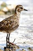 Pacific Golden Plover