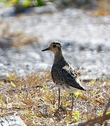 Pacific Golden Plover