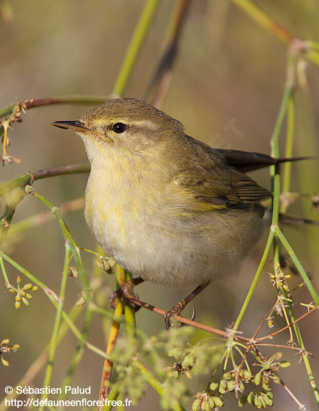 Willow Warbler