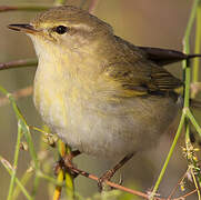 Willow Warbler