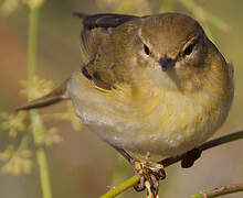 Willow Warbler