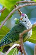 Atoll Fruit Dove