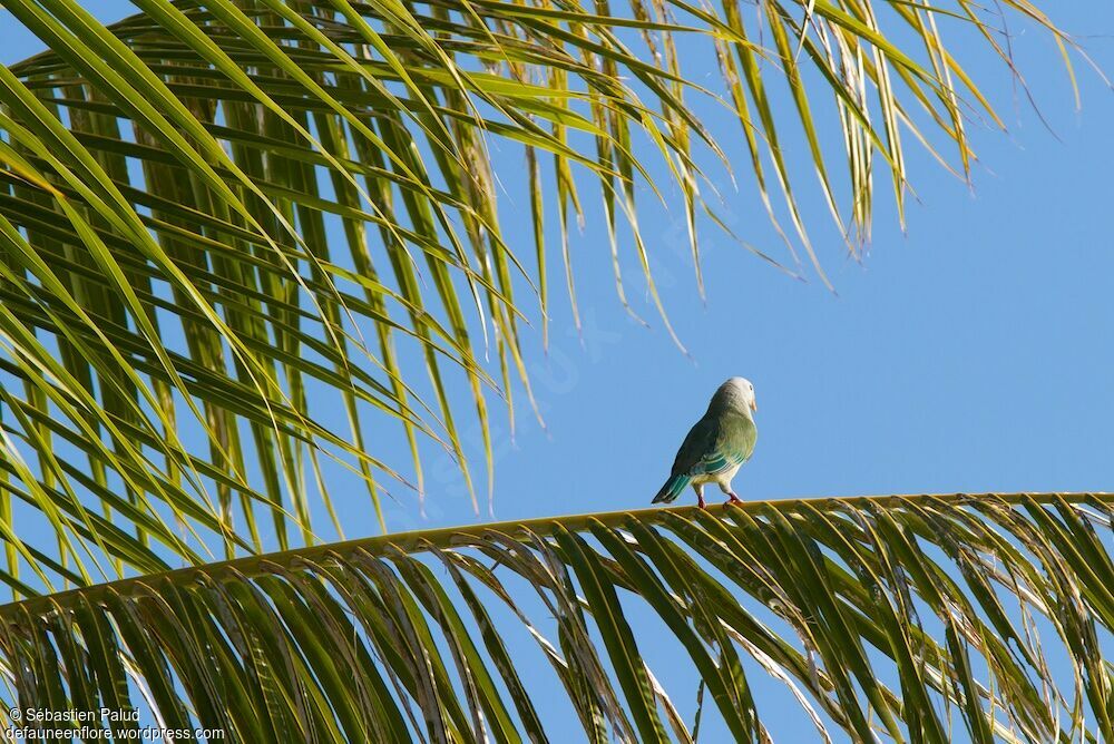 Atoll Fruit Dove