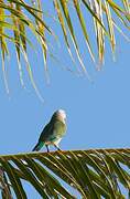 Atoll Fruit Dove