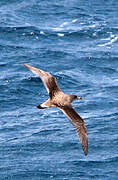 Scopoli's Shearwater