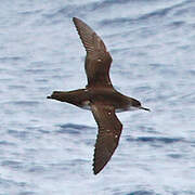 Yelkouan Shearwater