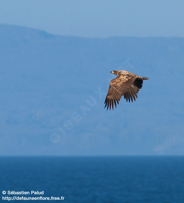 White-tailed Eagle