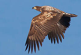 White-tailed Eagle