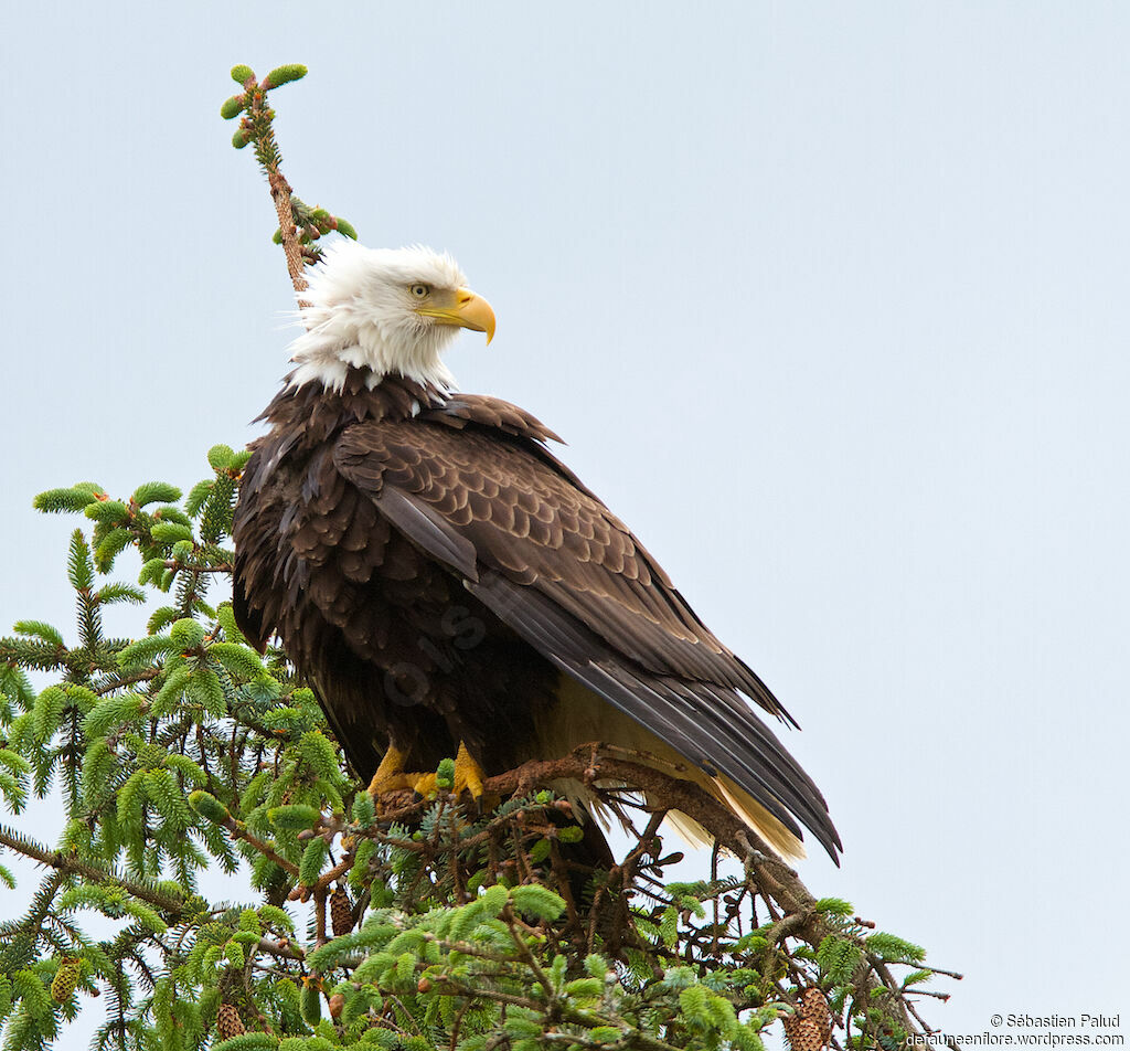 Bald Eagleadult, identification