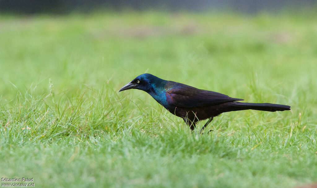 Common Grackle male adult, habitat, fishing/hunting