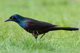 Common Grackle