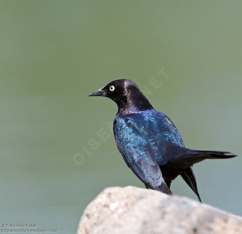 Brewer's Blackbird male adult