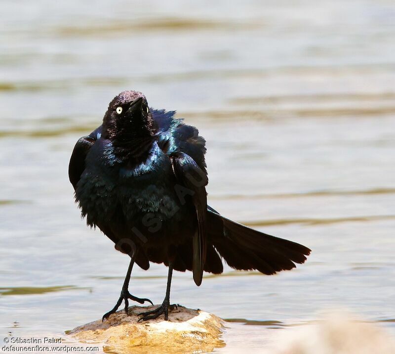 Brewer's Blackbird male adult