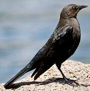 Brewer's Blackbird