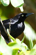 Carib Grackle